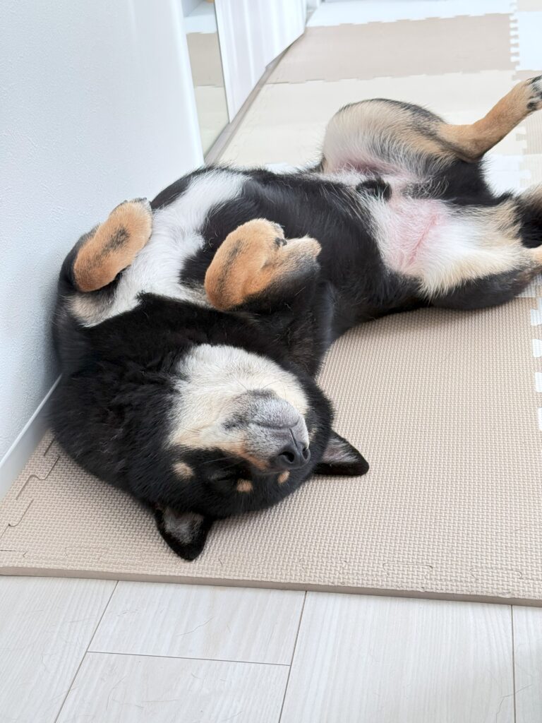 我が家のペット(柴犬)