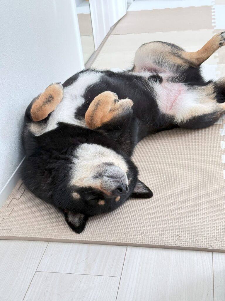 我が家の柴犬